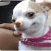 Animaizinhos dogs 20