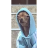asdfg 24