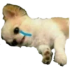Animaizinhos dogs 21