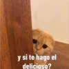Gatito Tierno 13