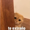 Gatito Tierno 14