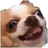 Animaizinhos dogs 23