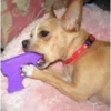 Animaizinhos dogs 24