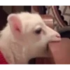 Animaizinhos dogs 26