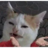 asdfg 28