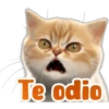 🐱Lindo michi🐱 21