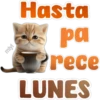 🐱Lindo michi🐱 22