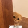Gatito Tierno 15