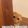 Gatito Tierno 16