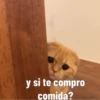 Gatito Tierno 17
