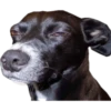 Animaizinhos dogs 30
