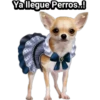 Cachorros tiernos 6
