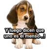 Cachorros tiernos 7