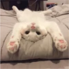 Fotos de gatinhos 2 5