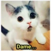 Dame...