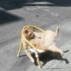 Gatinhos que curam a depressão 5