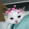 Fotos de gatinhos 2 6