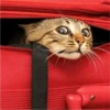 Fotos de gatinhos 2 7
