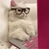 Fotos de gatinhos 2 8