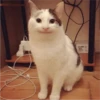 Fotos de gatinhos 1 6