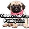 Cachorros tiernos 11