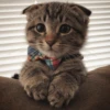 Gatinhos que curam a depressão 6