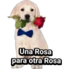 Cachorros tiernos 12