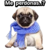 Cachorros tiernos 13