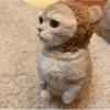 Gatinhos que curam a depressão 7