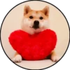 Perrito 7