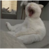 Fotos de gatinhos 1 7