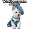 Cachorros tiernos 14