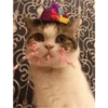 Fotos de gatinhos 1 8