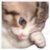 SoyChanointe