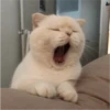 Fotos de gatinhos 1 9