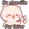 CERDITO bonito 7