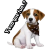 Cachorros tiernos 19