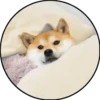 Perrito 10