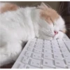 Fotos de gatinhos 2 9