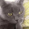 Gatinhos que curam a depressão 10