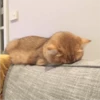Fotos de gatinhos 1 10