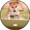 Perrito 11