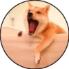 Perrito 12