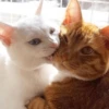 Gatinhos que curam a depressão 11