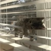 Fotos de gatinhos 2 10