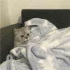Fotos de gatinhos 2 11