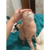 Fotos de gatinhos 1 11
