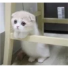 Fotos de gatinhos 1 12