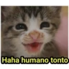Haha humano tonto