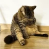 Fotos de gatinhos 2 12